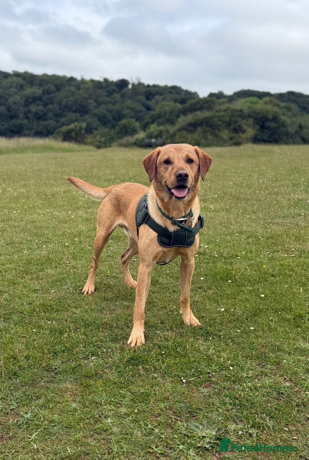 Mixed Breed dogs for sale: Labrador x puppies  - Advert 1