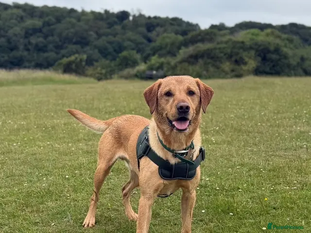 Mixed Breed dogs for sale: Labrador x puppies - Advert 1