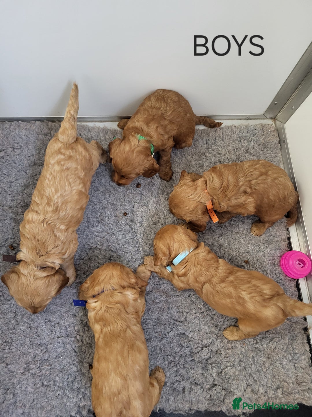 Goldendoodle dogs for sale: Miniature Goldendoodles  - Image 6