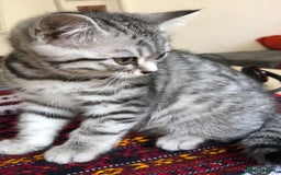 British Shorthair cats for sale: GCCF REGISTERED CHAMPION LINES SILVER SPOTTED BSH - Image 14