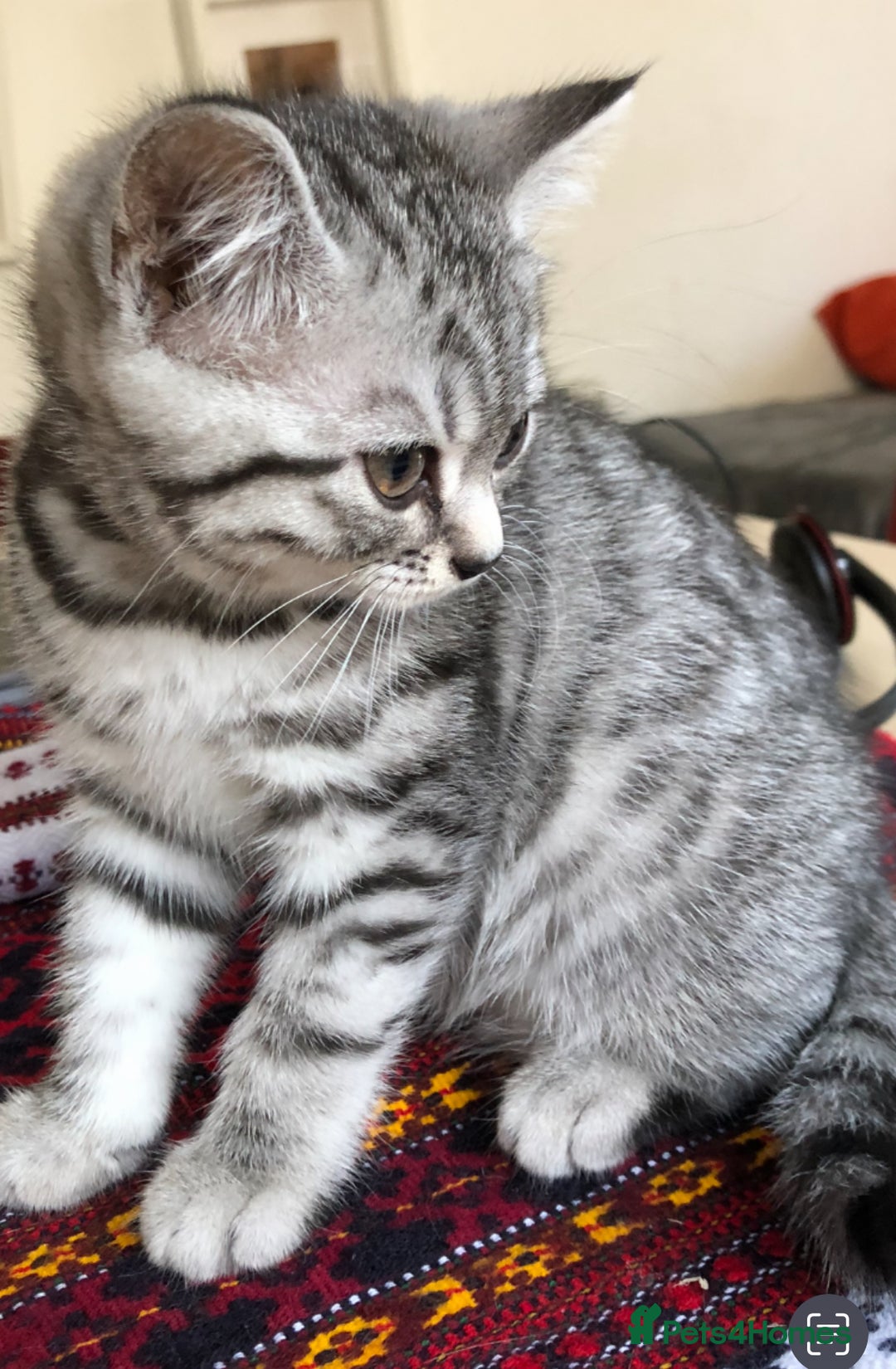 British Shorthair cats for sale: GCCF REGISTERED CHAMPION LINES SILVER SPOTTED BSH - Image 14
