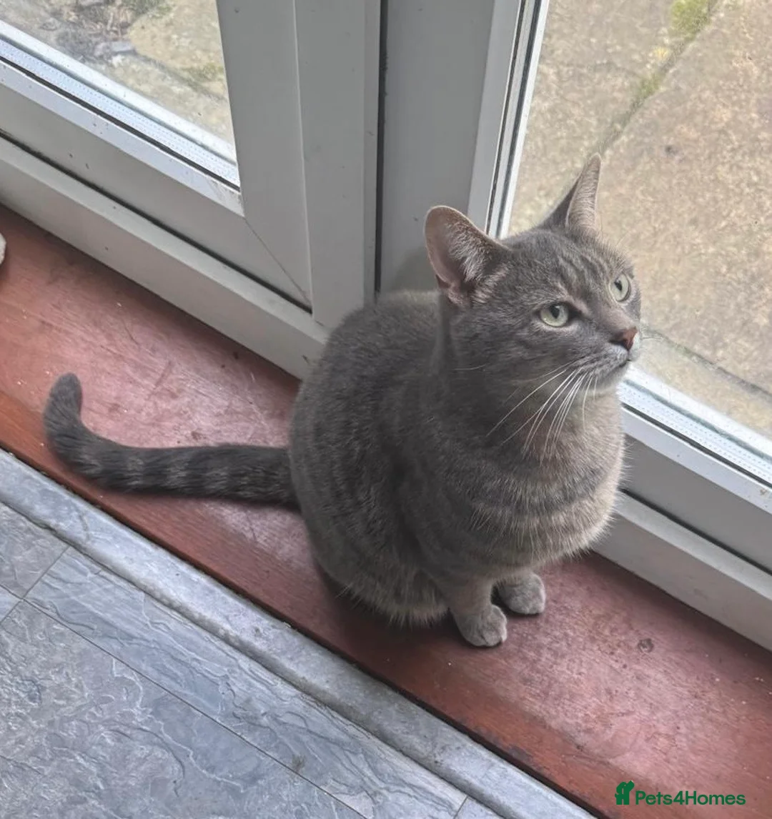 British Shorthair cats for sale: Beautiful cats needing loving home  - Advert 2