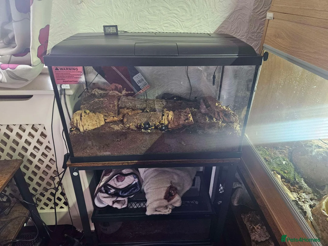 Beetles invertebrates for sale: Isopods and sun beetles in Washington - Advert 1