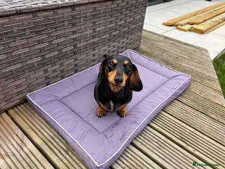 Miniature Dachshund dogs Mini dachshund puppies - Advert 9