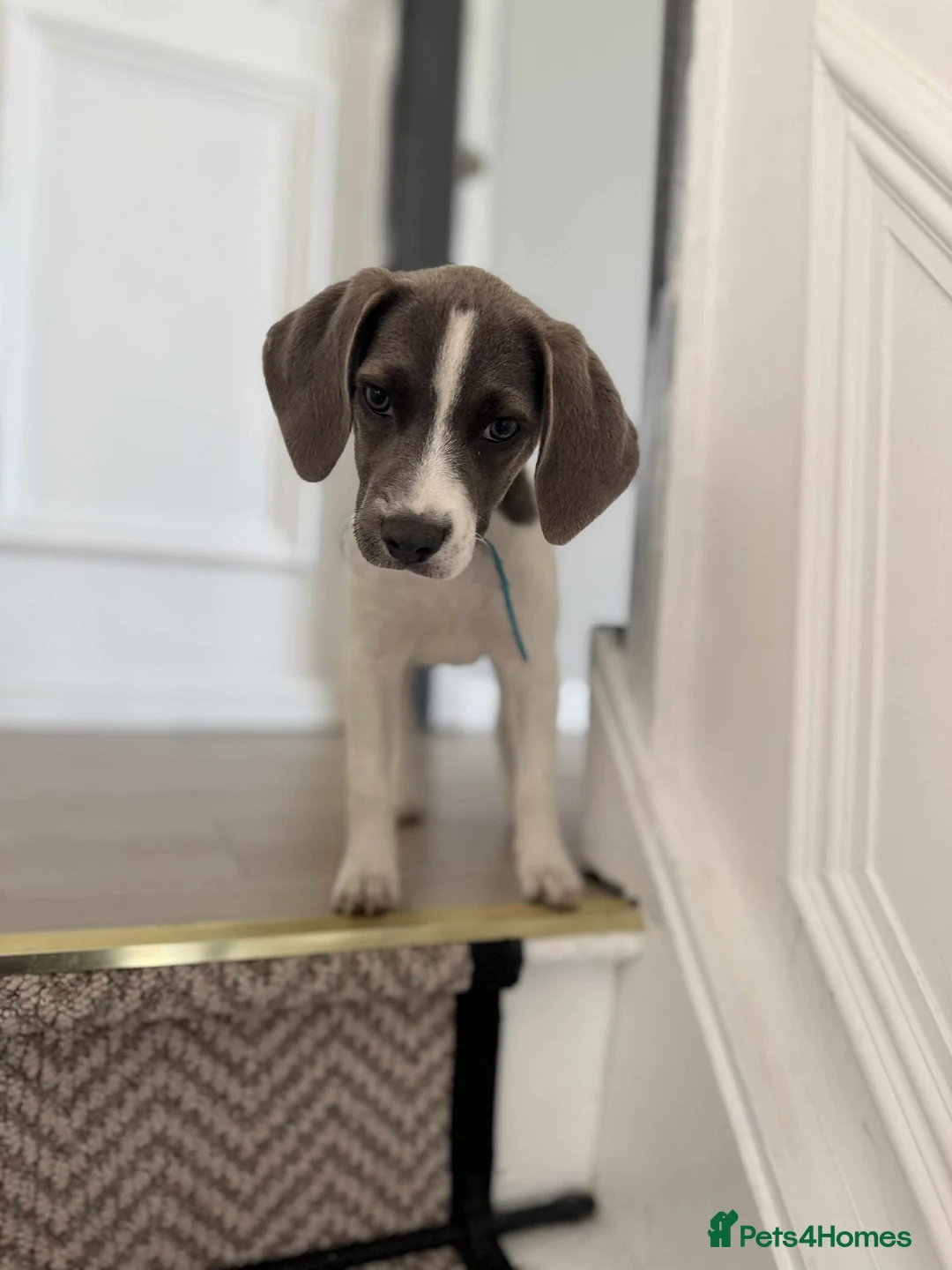 Beagle dogs for sale: Lovely female beagle dog  in Nuneaton - Advert 4