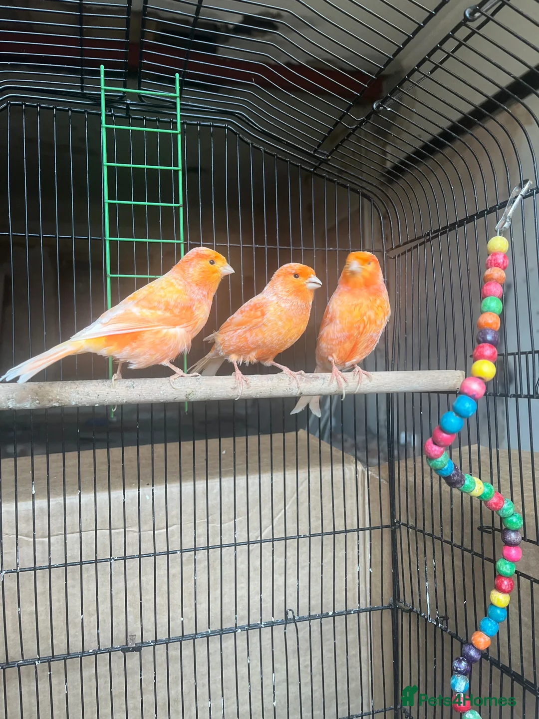 Canaries birds for sale: Canary  - Advert 2