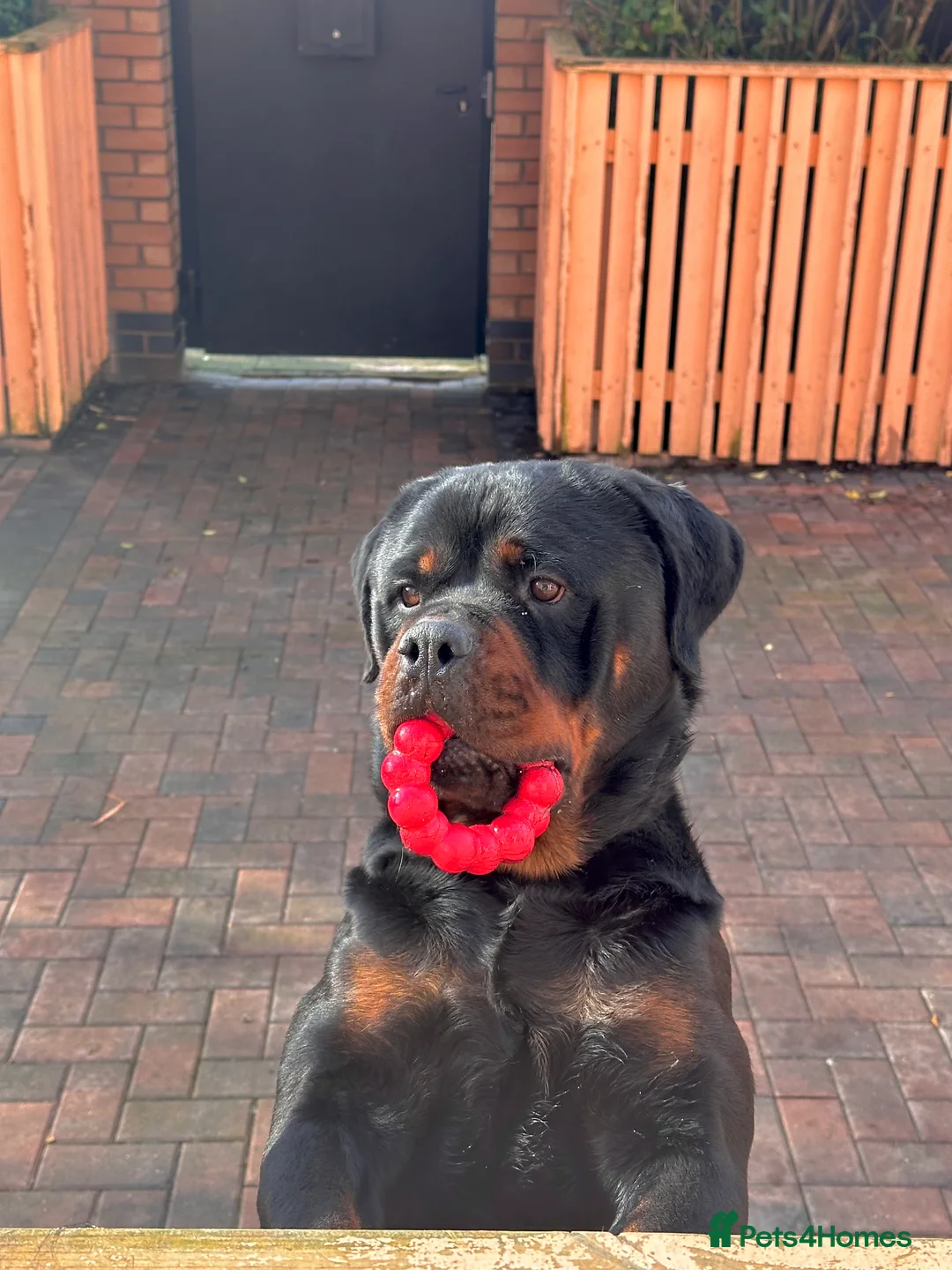 Rottweiler dogs for stud: Mountain Rottweiler - Advert 1