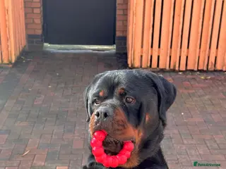 Rottweiler dogs Mountain Rottweiler - Advert 3