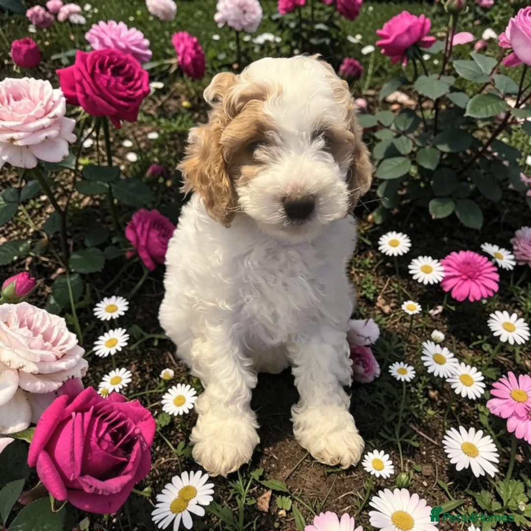 Australian Labradoodle dogs for sale: Ready to go health tested vaccinated gorgeous 🐶 - Advert 1