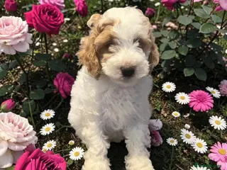 Australian Labradoodle dogs Ready to go health tested vaccinated gorgeous 🐶 - Advert 2