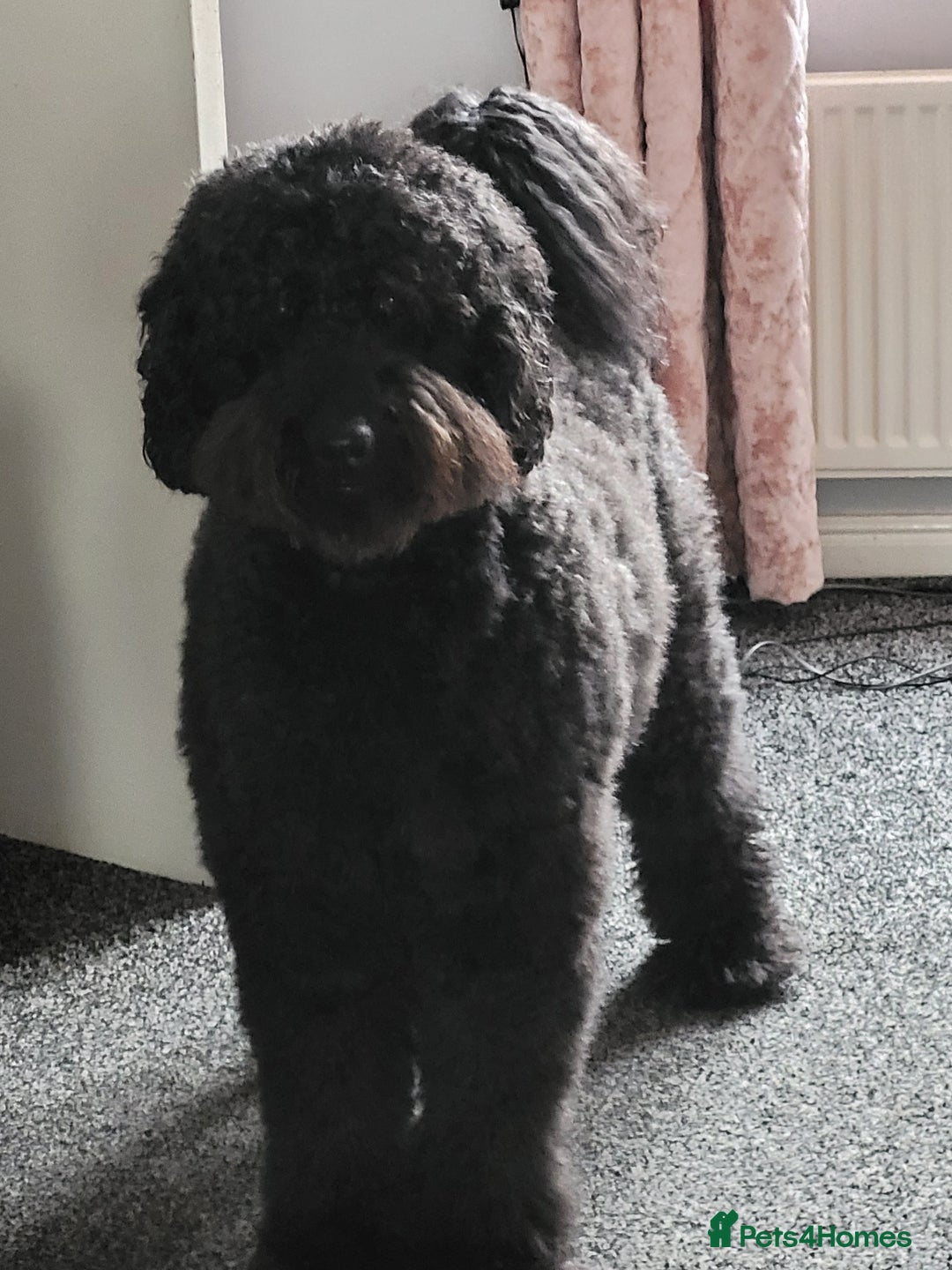 Newfypoo dogs for sale: Newfypoo F3b multi generation  - Image 6