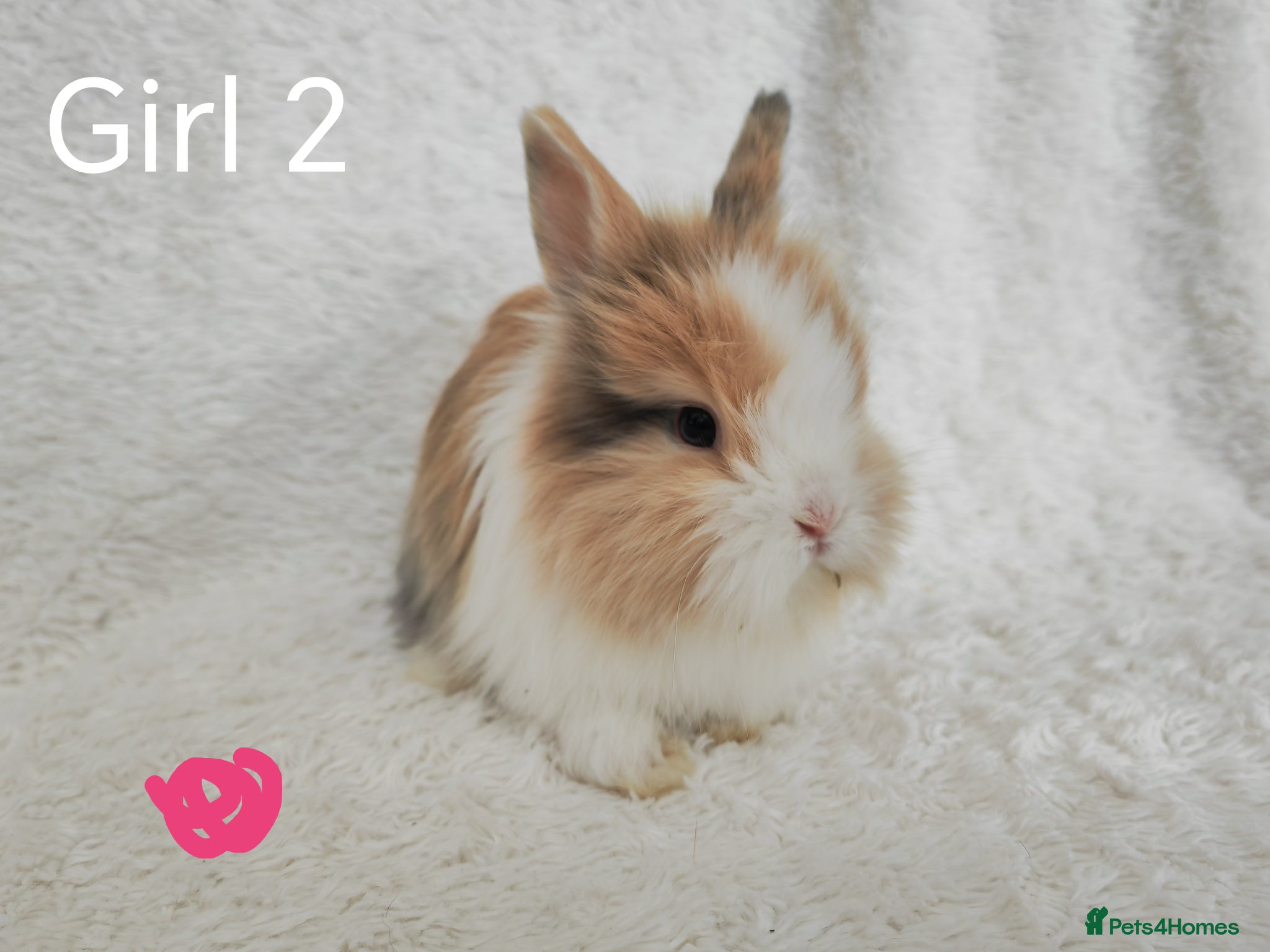 Lionhead rabbits Double mane lionhead rabbits seal point - Advert 10