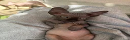 Sphynx cats for sale: Beautiful Sphynx Kittens 🐈‍⬛🐾🐾 - Advert 29