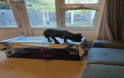 Staffordshire Bull Terrier dogs for stud: Dodger for stud! - Image 6