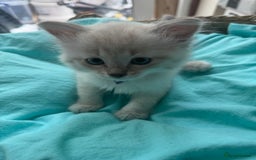 Siberian cats for sale: Siberian Neva Masquerade Kittens - Image 13