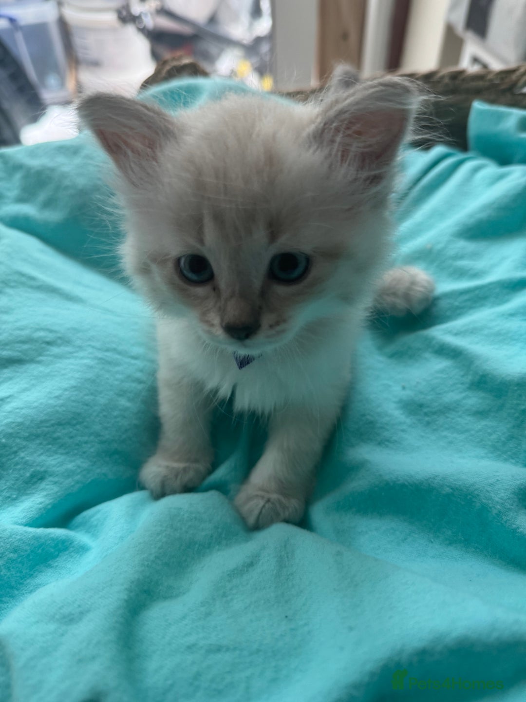 Siberian cats for sale: Siberian Neva Masquerade Kittens - Image 13