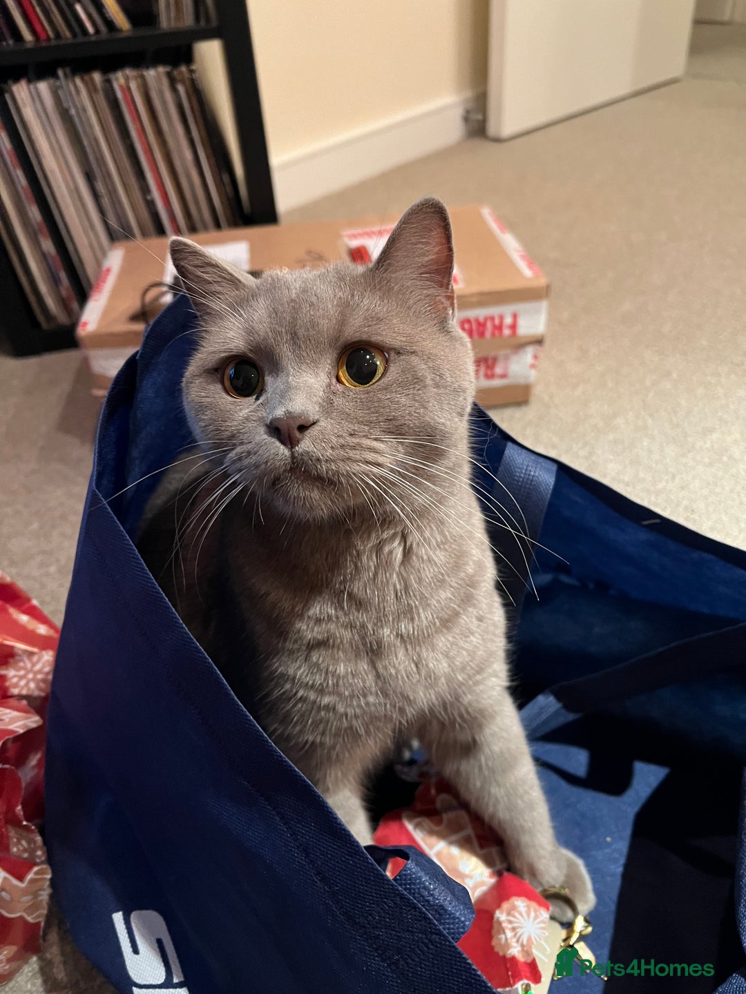 British Shorthair cats for sale: Adult British Shorthair for Sale - Image 3