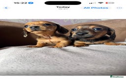 Miniature Dachshund dogs for sale: ✨ Tiny gorgeous puppy girl Mini dachshund  ✨ - Image 6