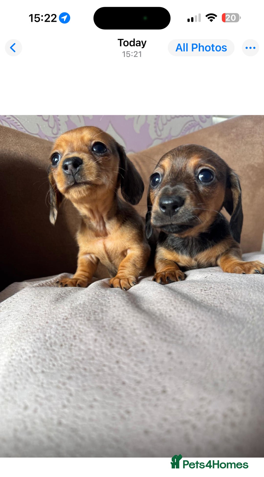 Miniature Dachshund dogs for sale: ✨ Tiny gorgeous puppy girl Mini dachshund  ✨ - Image 6