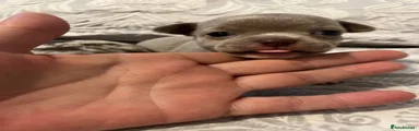 Chihuahua 1