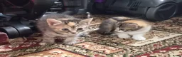 Mixed Breed cats for sale: Male /female lovely kittens  - Advert 8