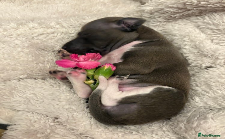 Italian Greyhound dogs - Advert 3