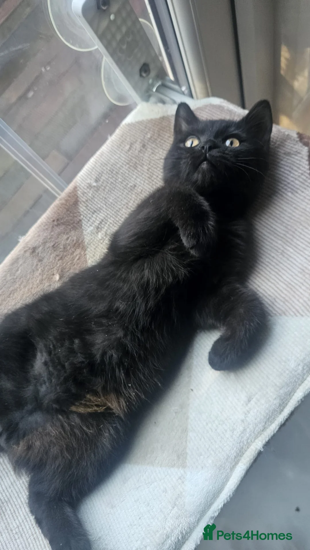 British Shorthair cats for sale: Gorgeous British Shorthair Kittens Ready Now! - Advert 23