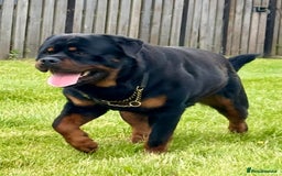 Rottweiler dogs for sale: 5 Generation pedigree  in Lanark - Image 18