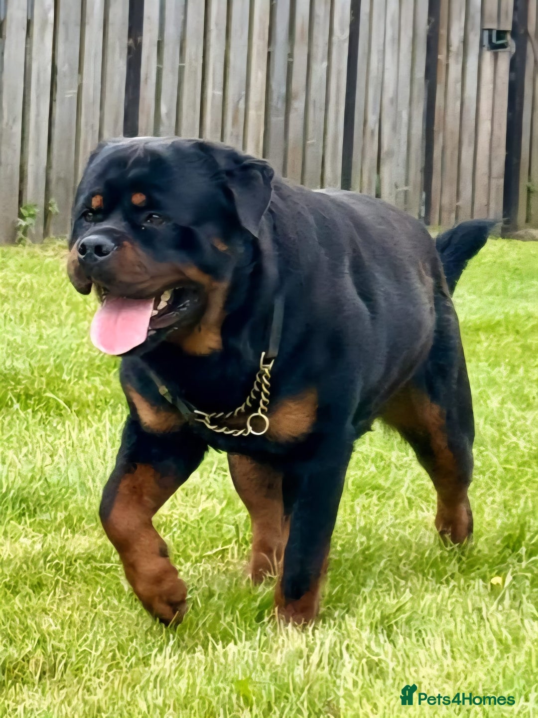Rottweiler dogs for sale: 5 Generation pedigree  in Lanark - Image 18