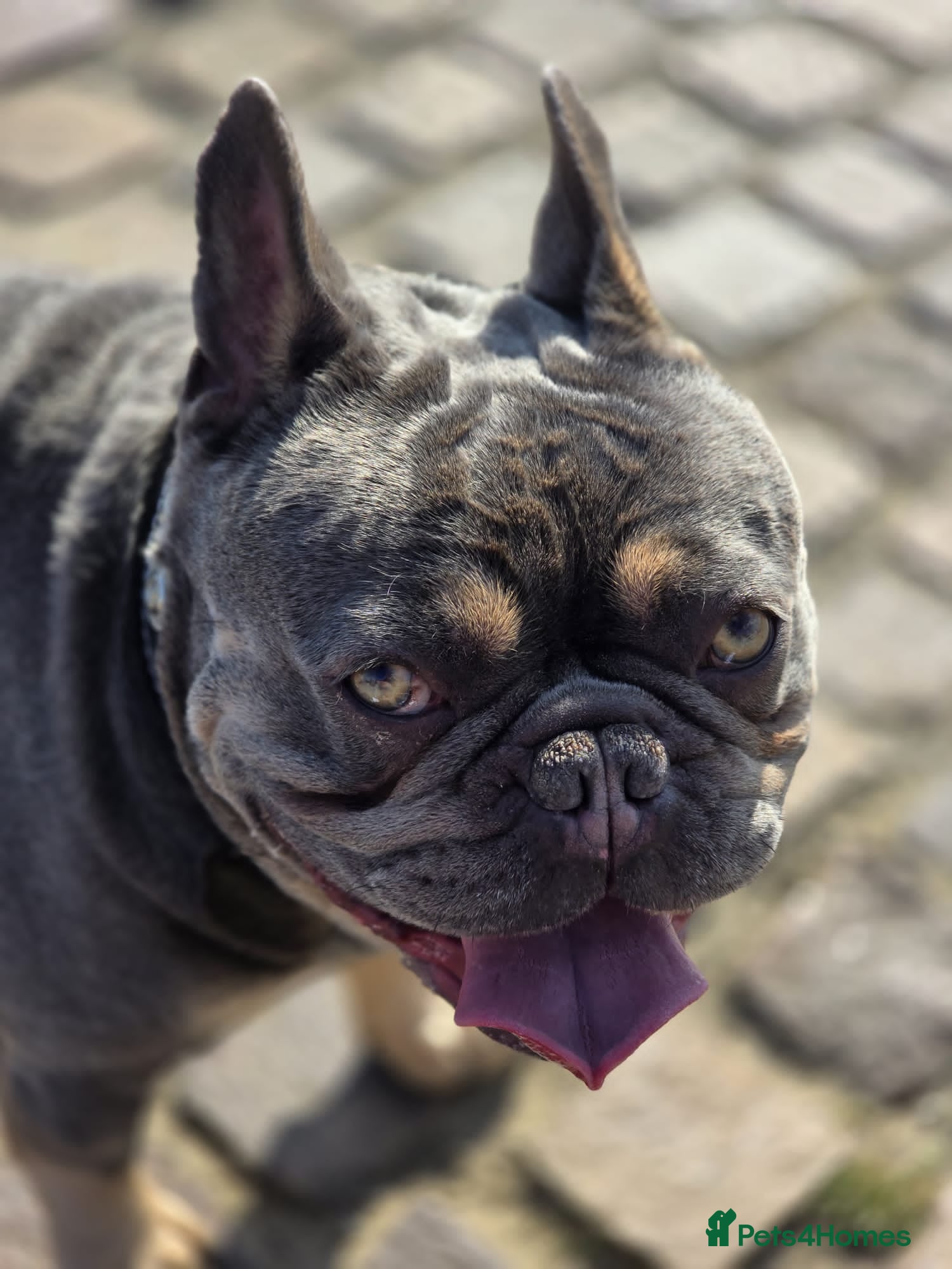 French Bulldog dogs ❤️ Beautiful 5 generation pedigree puppies - Advert 2