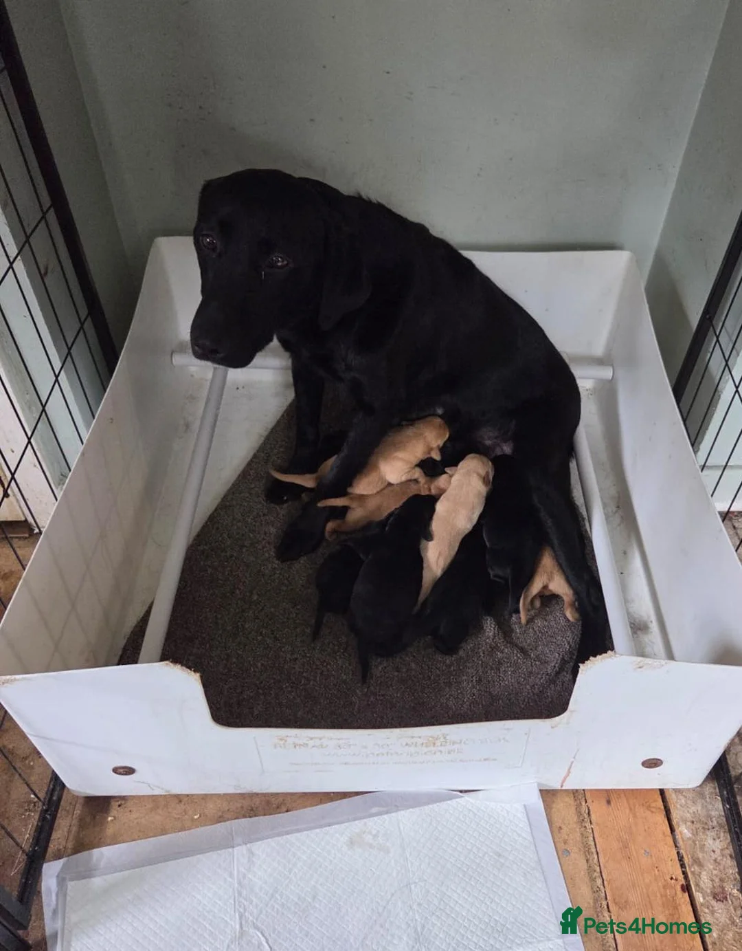 Labrador Retriever dogs for sale: Labrador Puppies - Advert 10