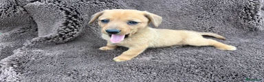 Mixed Breed 3