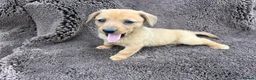 Mixed Breed dogs for sale: Dameranian - Advert 5
