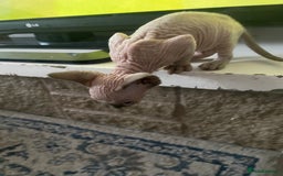 Sphynx cats for sale: Sphynx kittens  - Image 5