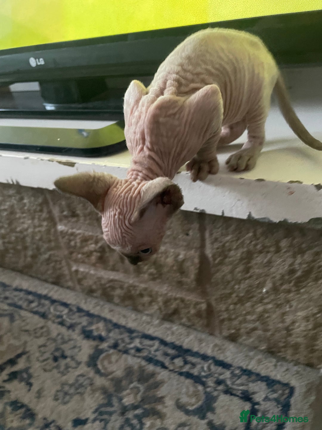 Sphynx cats for sale: Sphynx kittens  - Image 5