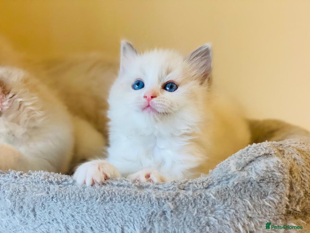 Ragdoll cats for sale: Pure Stunning Ragdoll Kittens - Advert 1