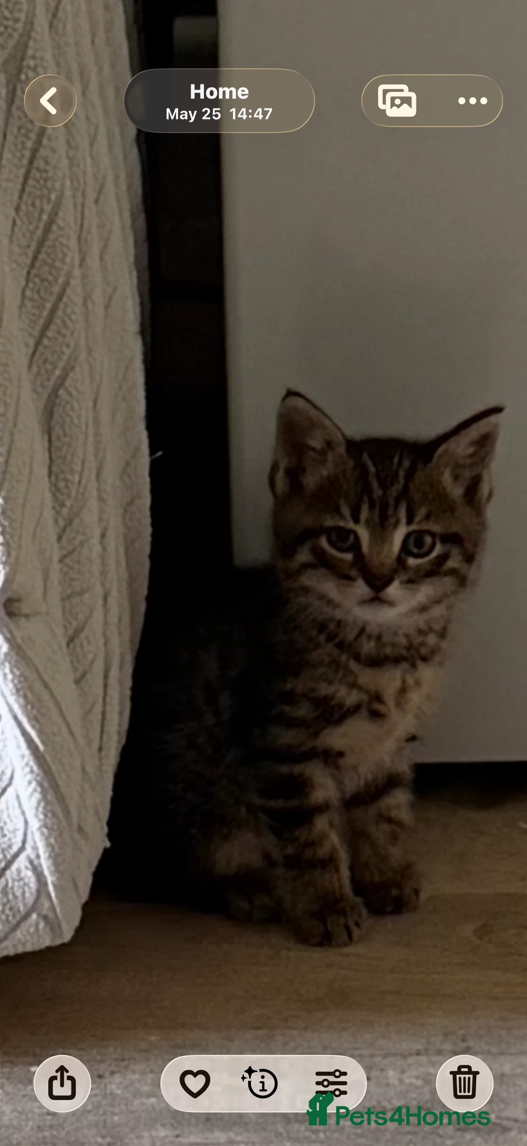 Mixed Breed cats for sale: 2 beautiful male kittens for sale in Basildon - Advert 2