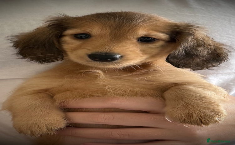 Dachshund dogs - Advert 3