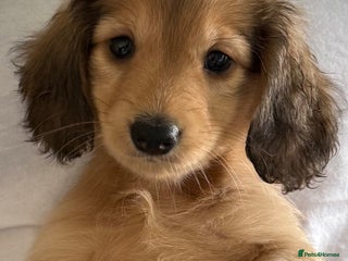 Dachshund dogs - Advert 1