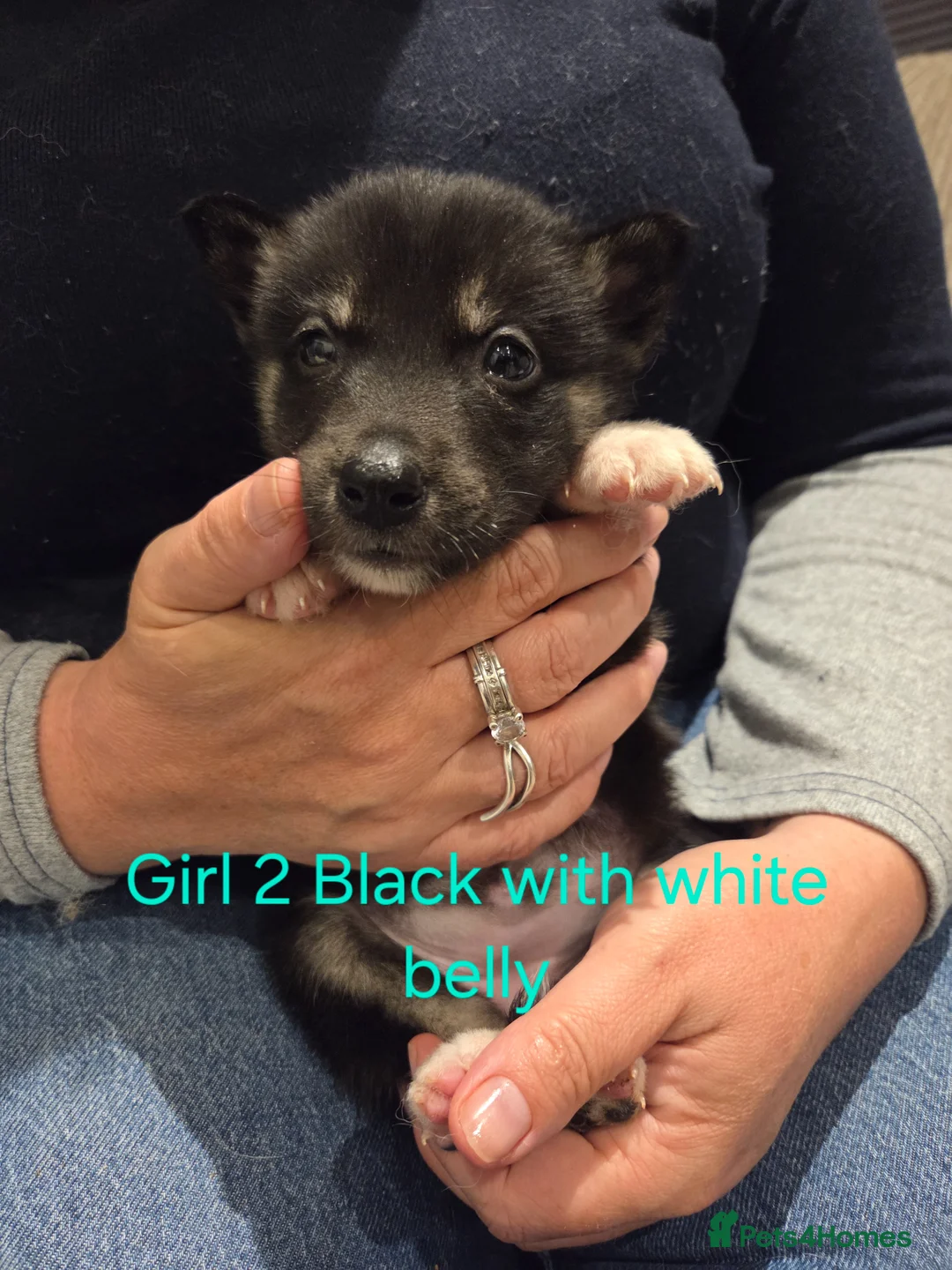 Mixed Breed dogs for sale: Husky X Border collie - Advert 2