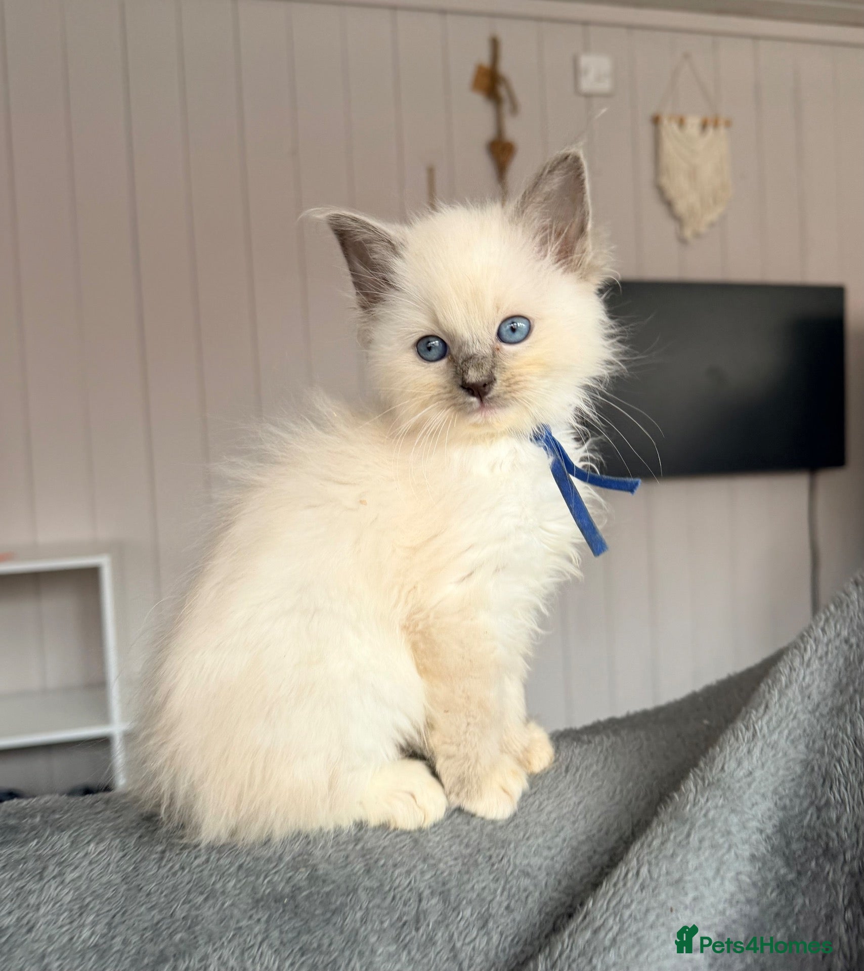 Ragdoll cats Beautiful ragdoll kittens ready now - Advert 1