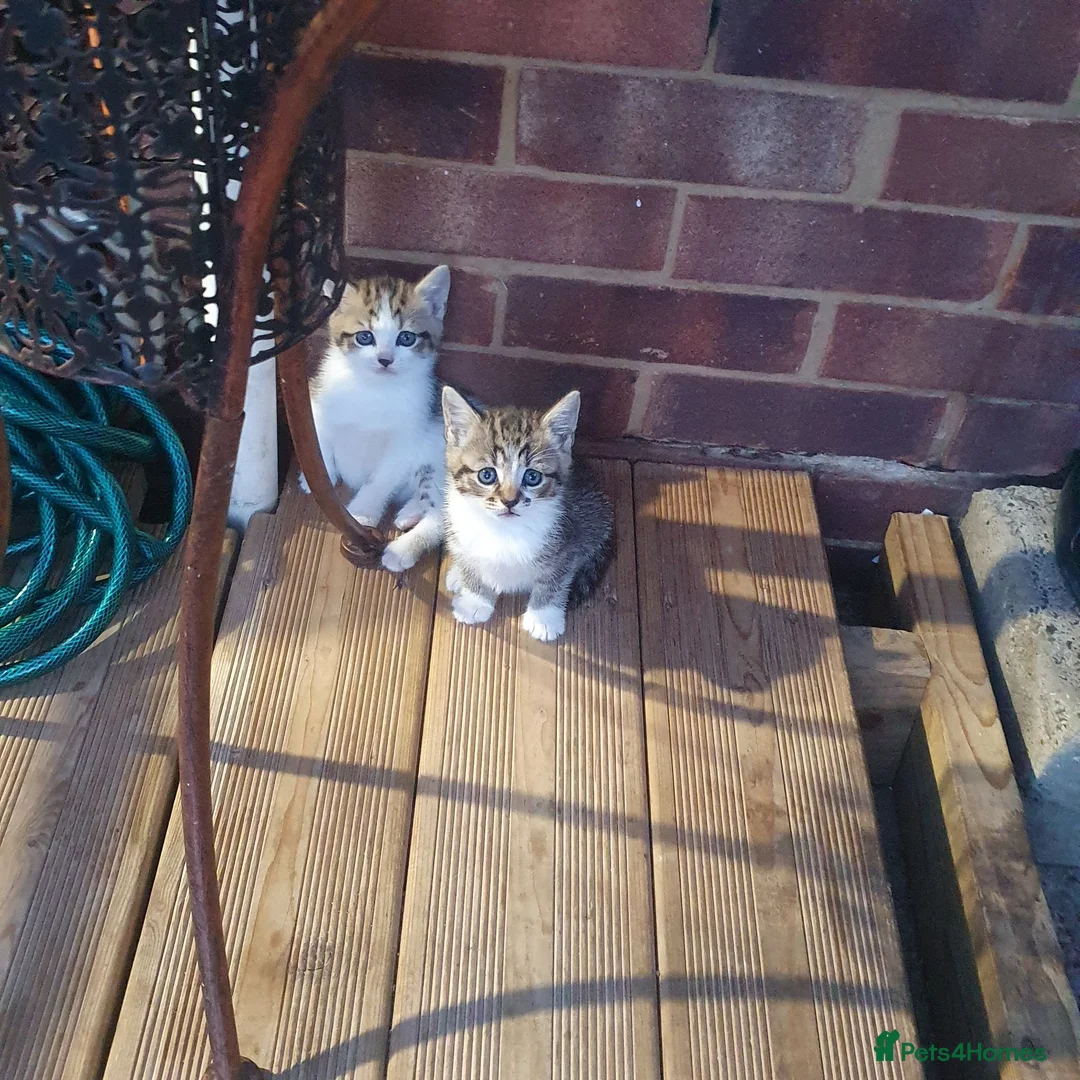 Mixed Breed cats for sale: 2 female kittens for sale - Advert 2
