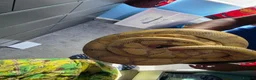 Python Snake reptiles for sale: Pastel banana ball python in Wallington - Advert 3