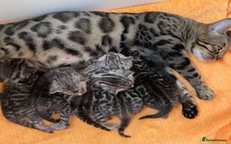 Bengal cats for sale: Stunning Pure Bengals family ❤️ TICA - Image 12