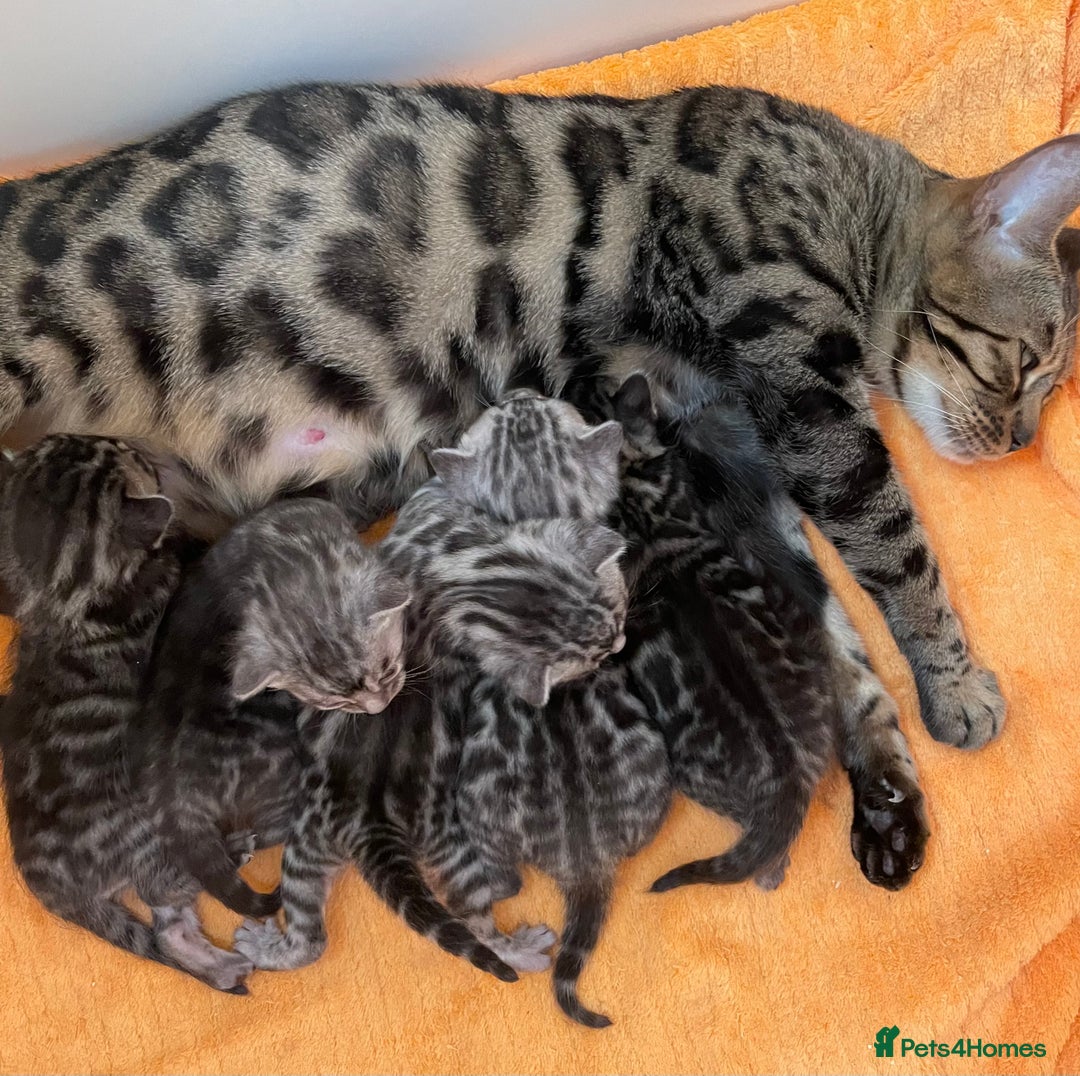 Bengal cats for sale: Stunning Pure Bengals family ❤️ TICA - Image 12