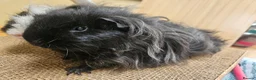 Guinea Pig rodents for sale: Pair of Male guinea pigs  - Advert 6
