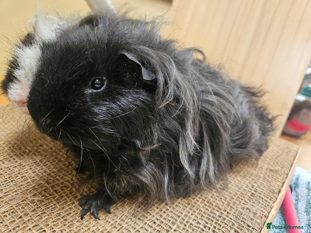 Guinea Pig rodents for sale: Pair of Male guinea pigs  - Advert 6