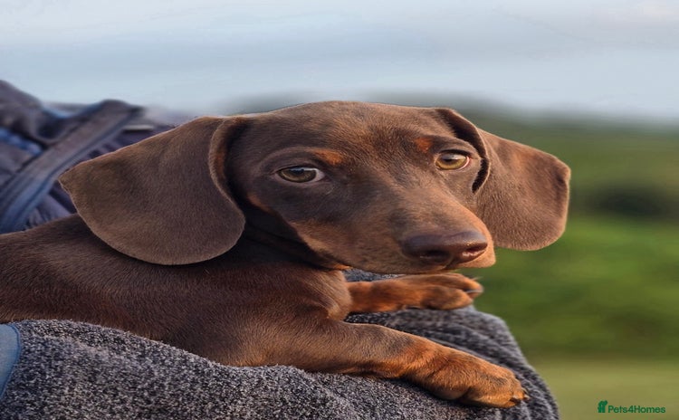 Miniature Dachshund dogs in Tavistock - Advert 15