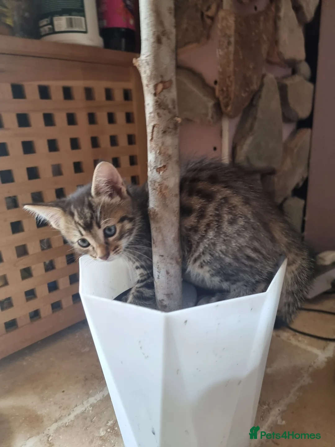Maine Coon cats for sale: Maine Coon kittens ready to go  - Advert 2