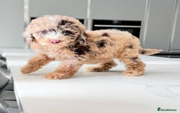 Cockapoo dogs for sale: Stunning Cockapoo Litter  - Image 1